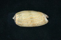 藏品(三色榧螺 )的圖片